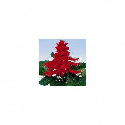Аморе красное (red) семена сальвии (Hem Genetics)