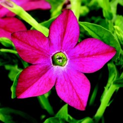 Саратога F1 розовый (pink) семена табака крылатого (Syngenta)
