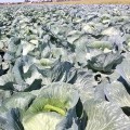 Сармелло F1 насіння капусти б/г середньої (Syngenta)