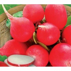 Селена насіння редису (GL Seeds)
