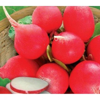 Селена семян редиса (GL Seeds)