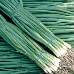 Шашличне насіння цибулі на перо (GL Seeds)