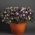 Шок Вэйв F1 Перпл Тай Дай (Purple Tie Dye) семян ампельной петунии 18-25 см (Pan American)