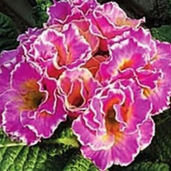 Сирококко F 1 rose potpourri семена примулы бахромчатой (Syngenta)