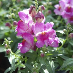 Снеппи F1 лиловый (purple) семена антиринума карликового (Hem Genetics)