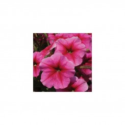 София F1 розовая (pink) семена петунии (Cerny)