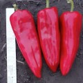Спарк F1 семян перца сладкого (Lark Seeds)