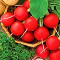Суперстар семена редиса (Satimex)