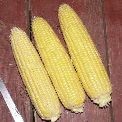 Світ Парадайз F1 насіння кукурудзи суперсолодкої Sh2 (Lark Seeds)