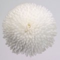 Тассо белая (white) семена маргаритки (стокротки) (Benary)
