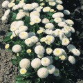 Тассо белая (white) семена маргаритки (стокротки) (Benary)
