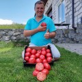 Сим-сим F1 (ЕЗ 777 F1, EZ 777 F1) семена томата индет. раннего 60-65 дн. 250-300 гр. роз. (LibraSeeds)