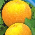 Титовка семян дыни (Гелиос)