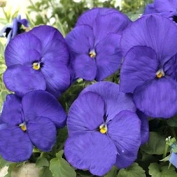 Тремпет S1 синяя (blue) семена виолы (Hem Genetics)
