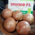 Триумф F1 семян лука репчатого желтого (Moravoseed)