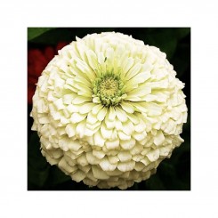 Майоры георгиновидные белые (white) семена (Moravoseed)