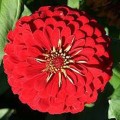 Майоры георгиновидные красные (red) семена (Moravoseed)