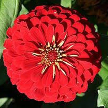 Майоры георгиновидные красные (red) семена (Moravoseed)