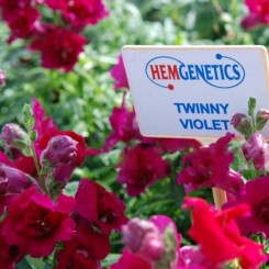 Твинные F1 фиолетовые (violet) семена антиринума (Hem Genetics)