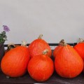 Ухики кури семян тыквы 1,5-2 кг (Moravoseed)