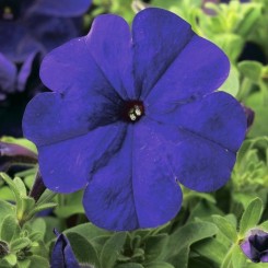 Ура F1 синяя (blue) семена петунии мультифлора (Syngenta)
