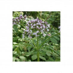Валерьяные лекарственные семена (GL Seeds)