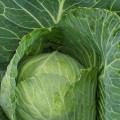 Вестрі F1 насіння капусти білокачанної (Seminis)