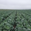 Вестрі F1 насіння капусти білокачанної (Seminis)