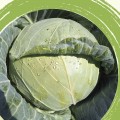 Вестрі F1 насіння капусти білокачанної (Seminis)