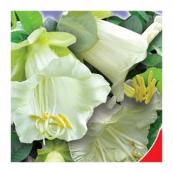 Вино - белые семена кобеи (GL Seeds)