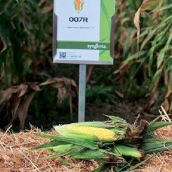 007R F1 семена кукурузы суперсладкой Sh2 (Syngenta) 007R F1 семена кукурузы суперсладкой Sh2 (Syngenta)
