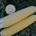 Страйк F1 (1525 F1) насіння кукурудзи суперсолодкої Sh2 (Spark Seeds)