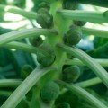 Абакус F1 семена капусты брюссельской (Syngenta)