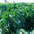 Абакус F1 семена капусты брюссельской (Syngenta)