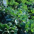 Абакус F1 семена капусты брюссельской (Syngenta)