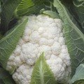 Абені F1 насіння капусти цвітної (Seminis)