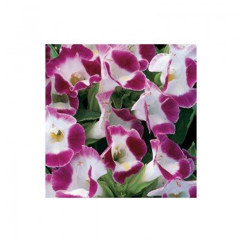 Адажіо Burgundy насіння торенії (Kitano Seeds)