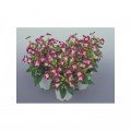 Адажіо Burgundy насіння торенії (Kitano Seeds)