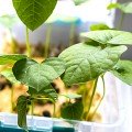 Адзуки насіння мікрозелене (Agrocity)