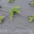 Агроволокно чорне для мульчування (щільність 100г/м2) (Agreen)