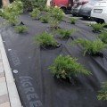 Агроволокно чорне для мульчування (щільність 100г/м2) (Agreen)