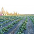 Агроволокно чорне для мульчування (щільність 100г/м2) (Agreen)