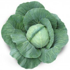Акіра F1 (калібр.) насіння капусти білокачанної (Kitano Seeds)