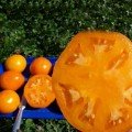 Алтайський помаранчевий насіння помідора індетермінантного (Елітний ряд)