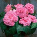 Амері Гібрид Пікоте F1 рожеве мереживо (Picotee Lace Pink) насіння бегонії бульбової (туберози) (Pan American)