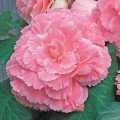 Амері Гібрид Пікоте F1 рожеве мереживо (Picotee Lace Pink) насіння бегонії бульбової (туберози) (Pan American)