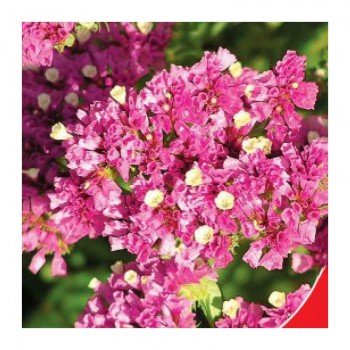Амерікан б'юті насіння статиці (GL Seeds)
