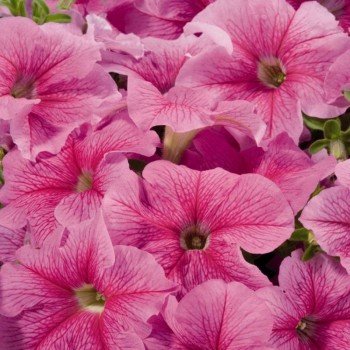 Амфора Страубері насіння петунії багатоквіткової (Kitano Seeds)