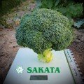 Арес F1 насіння капусти брокколі ранньої 60-70 днів. (Sakata)
