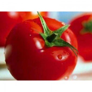 Аризона семян помидора детерминантного (GL Seeds)